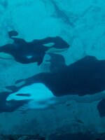 Van most egy olyan trend a kardszárnyú delfinek körében, hogy hajókat süllyesztenek el
