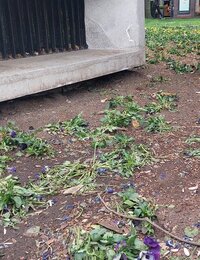 Vidéki vállalkozás segítene rendbe hozni az ingyenpénz miatti cécóban letaposott budapesti virágágyásokat