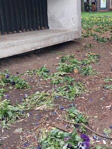 Vidéki vállalkozás segítene rendbe hozni az ingyenpénz miatti cécóban letaposott budapesti virágágyásokat
