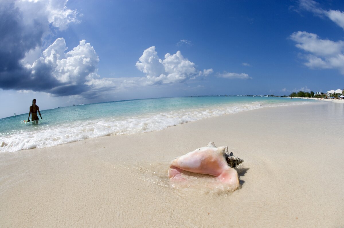 Ezért ne hozd el a kagylókat a tengerpartról
