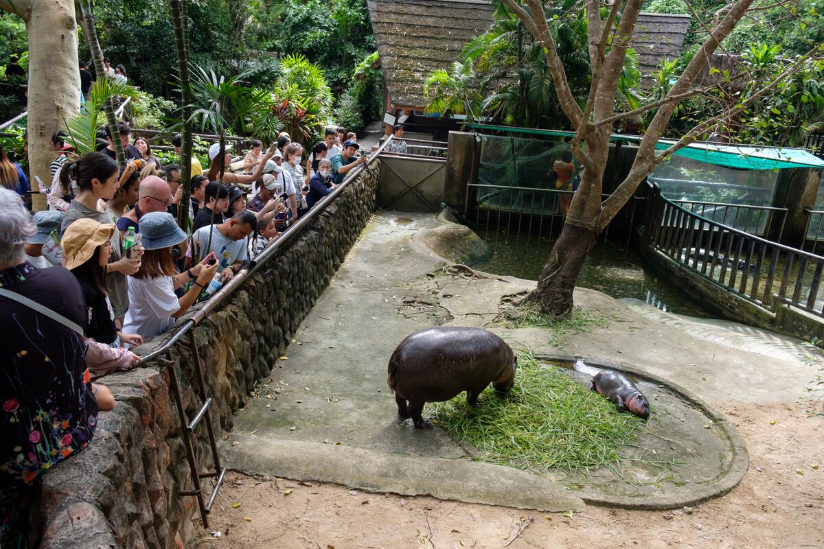 Pirospozsgás arcával, zselészerű bőrével és lehengerlő személyiségével Moo Deng, a thaiföldi Khao Kheow Open Zooban született törpe víziló csemete születése után csupán pár héttel már a közösségi oldalakat ostromolta. Naponta több ezren zarándokolnak el az állatkertbe, hogy megpillanthassák a húsos testet.