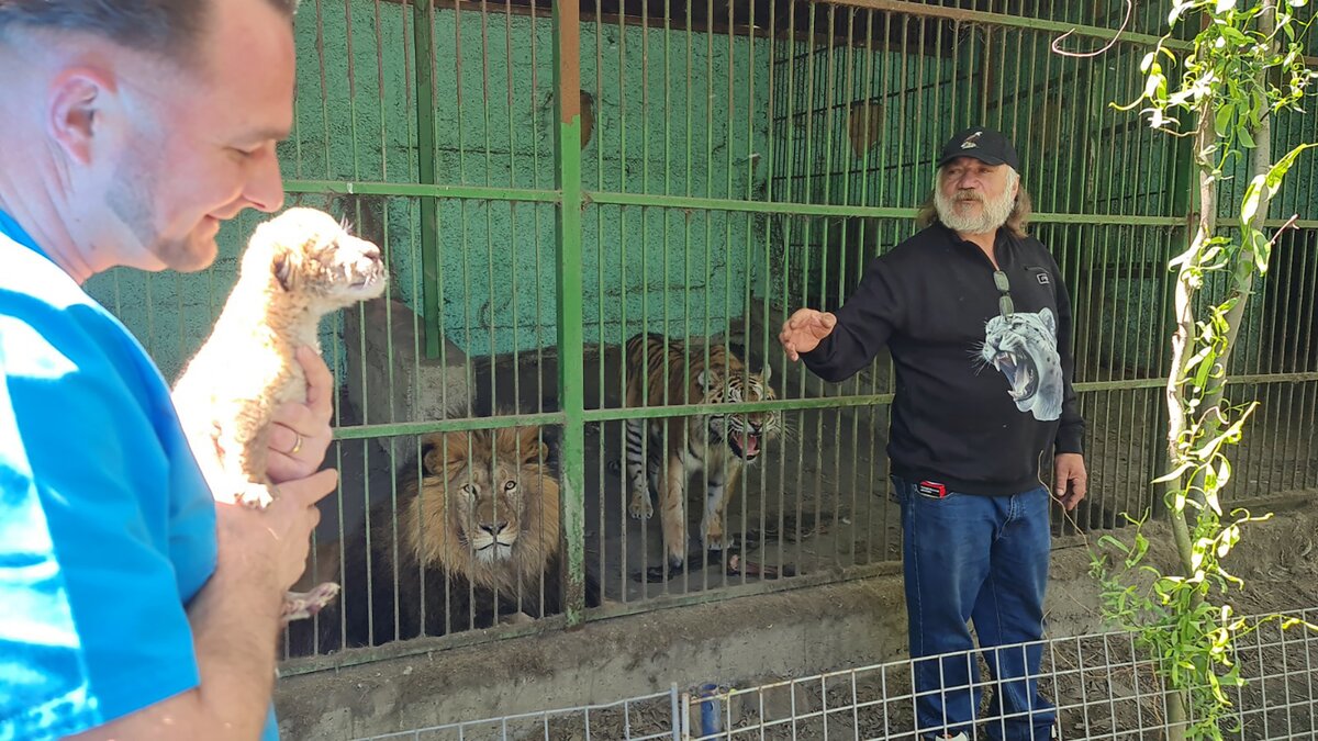 Tigris-oroszlán hibrid született Romániában