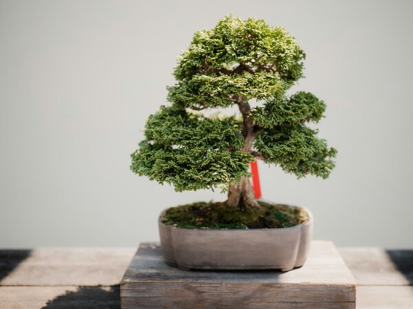 És az utolsó kérdés egy történelmi triviára irányul. A bonsai egy miniatűr fa, a szó jelentése pedig "fa egy edényben". A mesterségesen kialakított, formára metszett, különleges növény művészetének története több mint 1000 évvel ezelőttre nyúlik vissza, de melyik országhoz köthető eredetileg? 