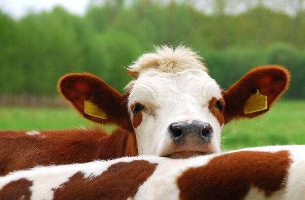 Laktózérzékeny vagy?