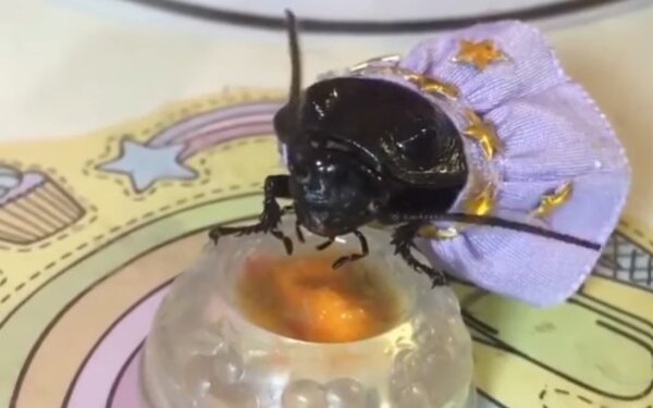 A hercegnős cucharachát!