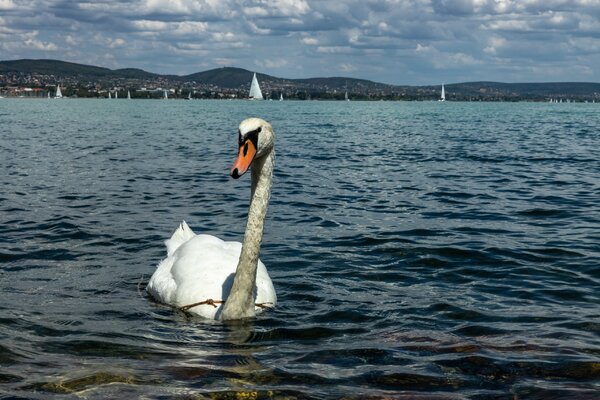 Hány kilométer egy Balatonkör?