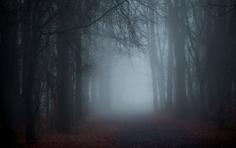 Egy sötét erdőben