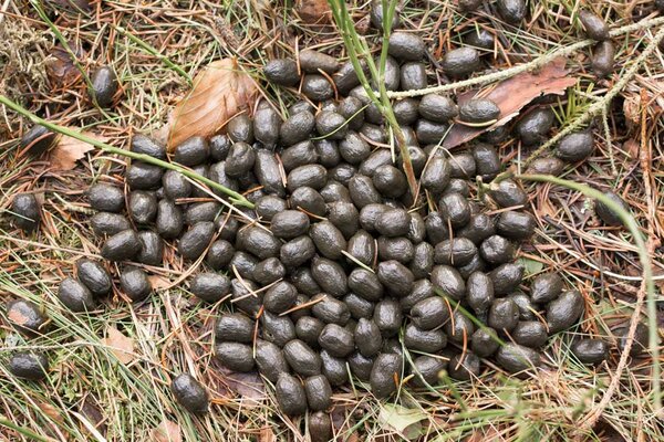 Csokigolyók erdei módra. Melyik hazánkban is megtalálható állat tojata ennyire bogyós?