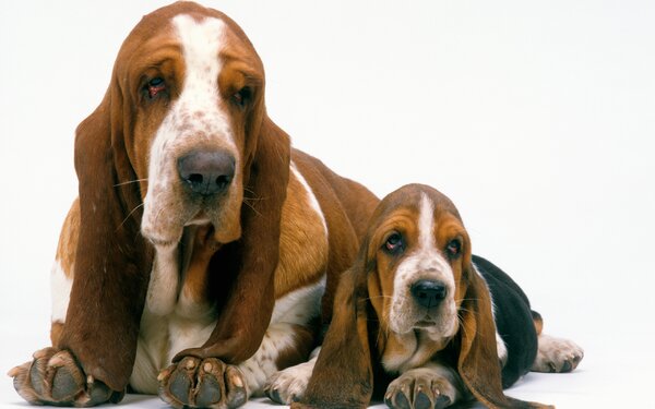 Egyértelműen a kis lógófülű basset hound.