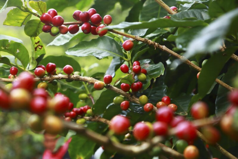 A klímaváltozás a vadon élő kávéfajták hány százalékát veszélyezteti?
