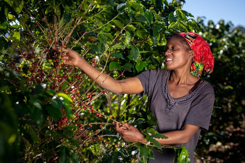 Mit jelent az egyes kávétermékeken található Fair Trade kifejezés? 